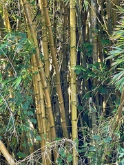 Bambusa vulgaris