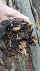 Simocybe centunculus
