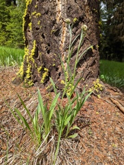 Antennaria anaphaloides