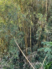 Bambusa vulgaris