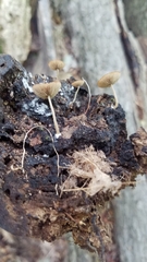 Simocybe centunculus