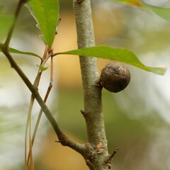 Amphibolips melanocera