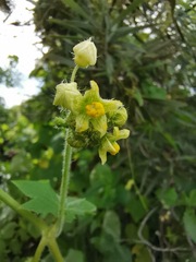 Sicyoeae