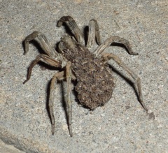 Hogna carolinensis