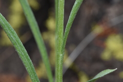 Antennaria anaphaloides