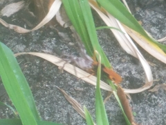 Cryptocheilus bicolor