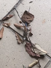 Plestiodon fasciatus