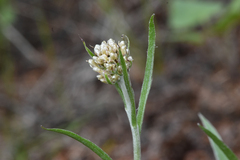 Antennaria anaphaloides
