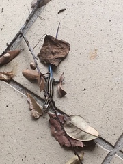 Plestiodon fasciatus