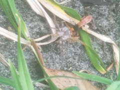 Cryptocheilus bicolor