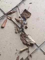 Plestiodon fasciatus