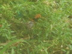 Cryptocheilus bicolor