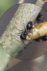 Lasius fuliginosus