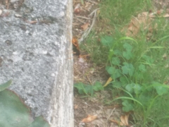 Cryptocheilus bicolor