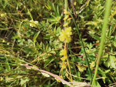 Cuscuta campestris