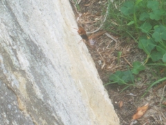 Cryptocheilus bicolor