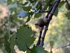 Heteroecus sanctaeclarae