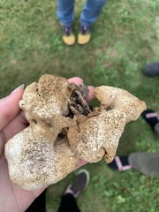 Pleurotus citrinopileatus