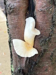 Pleurotus dryinus