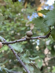 Heteroecus sanctaeclarae