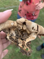 Pleurotus citrinopileatus