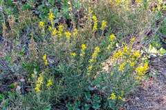 Solidago velutina