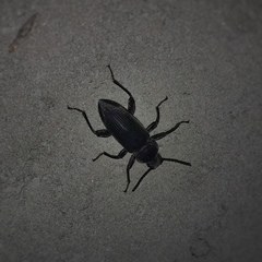 Tenebrioninae
