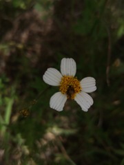 Bidens odorata