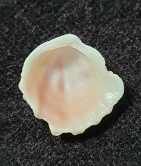 Arcinella cornuta