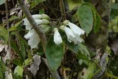 Tecomanthe