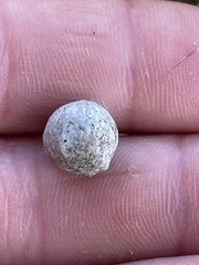 Callirhytis quercusagrifoliae