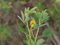 Crotalaria pumila