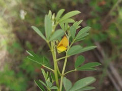 Crotalaria pumila