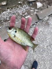 Lepomis microlophus