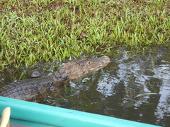 Caiman crocodilus