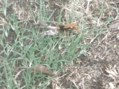 Cryptocheilus bicolor