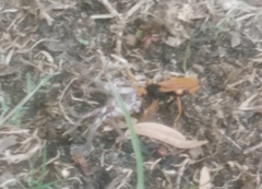 Cryptocheilus bicolor