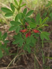 Crotalaria pumila