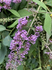 Buddleja