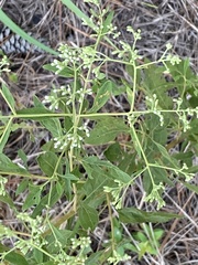 Eupatorium semiserratum