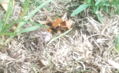 Cryptocheilus bicolor