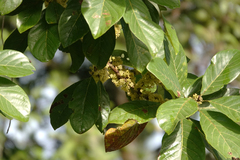 Palaquium