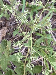 Eupatorium semiserratum
