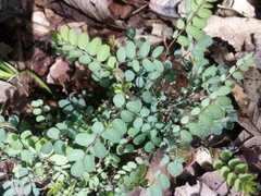 Eysenhardtia polystachya