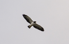 Buteo brachyurus