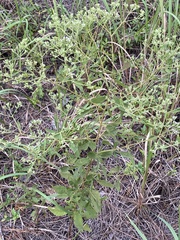 Eupatorium semiserratum