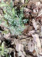 Eysenhardtia polystachya