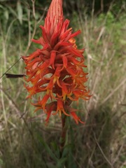 Dichromanthus cinnabarinus