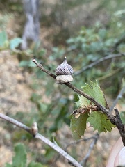 Heteroecus sanctaeclarae