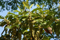Palaquium